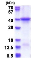 SDS-PAGE - Recombinant Human HERC5 protein - BSA and Azide free (AB180352)