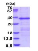 SDS-PAGE - Recombinant Human HERPUD1 protein (His tag N-Terminus) (AB187459)