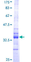 Recombinant Human Hes1 protein