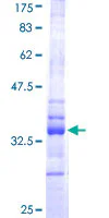 SDS-PAGE - Recombinant Human Hes1 protein (GST tag N-Terminus) (AB114192)