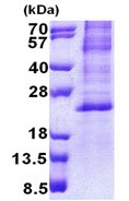 SDS-PAGE - Recombinant Human HES2 protein (denatured) (AB168071)
