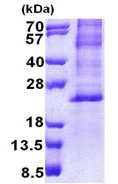 SDS-PAGE - Recombinant Human HES2 protein (denatured) (His tag N-Terminus) (AB168071)