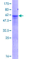 SDS-PAGE - Recombinant Human HES6 protein (GST tag N-Terminus) (AB132389)