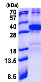 SDS-PAGE - Recombinant Human HES7 protein (denatured) (His tag N-Terminus) (AB137139)