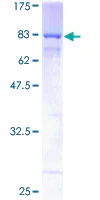 SDS-PAGE - Recombinant Human HEXIM1 protein (GST tag N-Terminus) (AB275910)