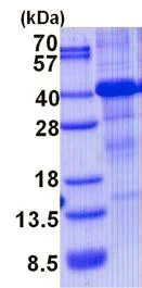 SDS-PAGE - Recombinant Human HFE protein (denatured) (His tag N-Terminus) (AB139241)