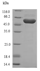 SDS-PAGE - Recombinant Human HGD protein (His tag) (AB239441)