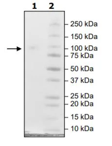 SDS-PAGE - Recombinant Human HHLA2 protein (Biotin) (Fc tag C-Terminus + Avi tag C-Terminus) (AB271385)