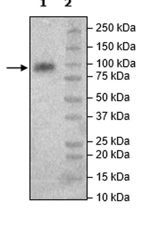 SDS-PAGE - Recombinant Human HHLA2 protein (Fc tag C-Terminus + Avi tag C-Terminus) (AB271384)