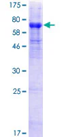 SDS-PAGE - Recombinant Human HHLA2 protein (GST tag N-Terminus) (AB161322)