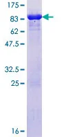 SDS-PAGE - Recombinant Human hHR23A protein (GST tag N-Terminus) (AB152648)
