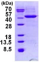 SDS-PAGE - Recombinant Human HIBCH protein (AB124585)