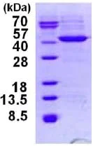 SDS-PAGE - Recombinant Human HIBCH protein (His tag N-Terminus) (AB124585)
