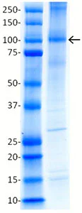 SDS-PAGE - Recombinant Human HIF-1 alpha protein (AB154478)