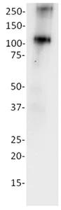 Western blot - Recombinant Human HIF-1 alpha protein (AB154478)