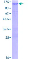 SDS-PAGE - Recombinant Human HIF1 beta protein (GST tag N-Terminus) (AB157907)