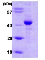 SDS-PAGE - Recombinant Human HIF1AN/FIH-1 protein (AB86916)