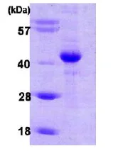 SDS-PAGE - Recombinant Human HIF1AN/FIH-1 protein (Tag Free) (AB86916)