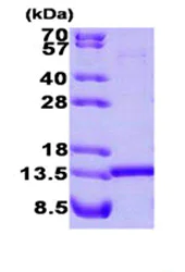 SDS-PAGE - Recombinant Human HINT1 protein (Tag Free) (AB87362)