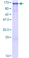 SDS-PAGE - Recombinant Human HIP1 protein (GST tag N-Terminus) (AB114964)
