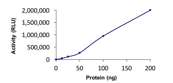 Functional Studies - Recombinant human HIP2/LIG protein (Active) (AB269104)