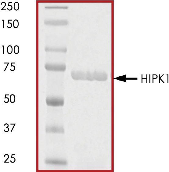 SDS-PAGE - Recombinant human HIPK1 protein (AB60867)