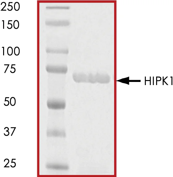 SDS-PAGE - Recombinant human HIPK1 protein (GST tag N-Terminus) (AB60867)