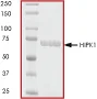 SDS-PAGE - Recombinant human HIPK1 protein (GST tag N-Terminus) (AB60867)