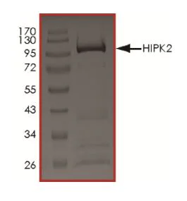 SDS-PAGE - Recombinant human HIPK2 protein (Active) (AB268639)