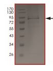 Recombinant human HIPK4 protein