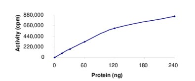 Functional Studies - Recombinant human HIPK4 protein (AB69925), expandable thumbnail