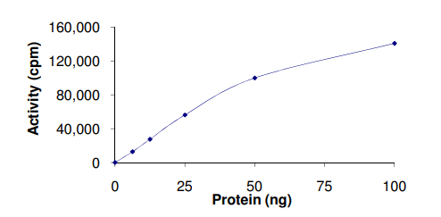 Functional Studies - Recombinant human HIPK4 protein (AB69925), expandable thumbnail