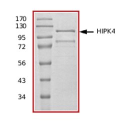 SDS-PAGE - Recombinant human HIPK4 protein (AB69925), expandable thumbnail