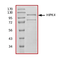 SDS-PAGE - Recombinant human HIPK4 protein (AB69925)