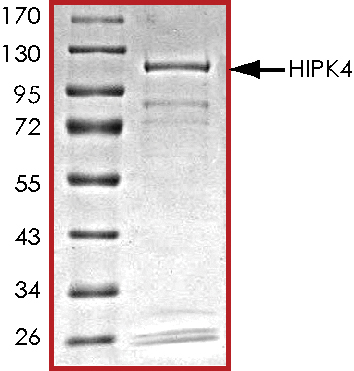 SDS-PAGE - Recombinant human HIPK4 protein (AB69925), expandable thumbnail