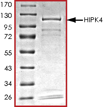SDS-PAGE - Recombinant human HIPK4 protein (AB69925)