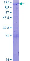 SDS-PAGE - Recombinant Human HIRIP3 protein (GST tag N-Terminus) (AB132409)