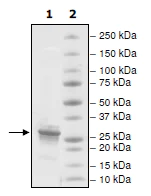 SDS-PAGE - Recombinant Human Histone H1 protein (AB198676)