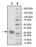 SDS-PAGE - Recombinant Human Histone H1 protein (His tag N-Terminus) (AB198676)