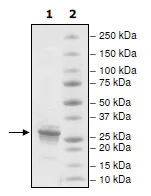SDS-PAGE - Recombinant Human Histone H1 protein (His tag N-Terminus) (AB198676)