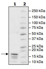 SDS-PAGE - Recombinant Human Histone H2A (biotinylated ) protein (AB200286)