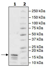 SDS-PAGE - Recombinant Human Histone H2A (biotinylated ) protein (AB200286)