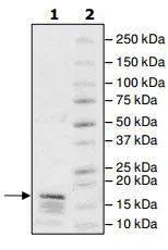 SDS-PAGE - Recombinant Human Histone H2A (biotinylated ) protein (His tag N-Terminus) (AB200286)