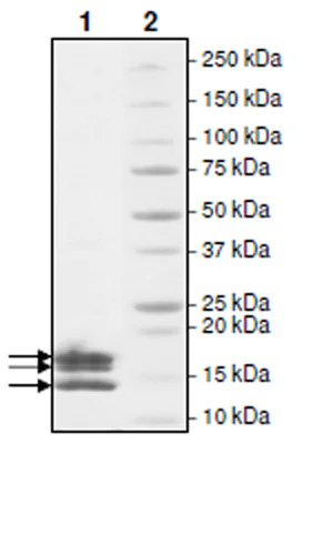 SDS-PAGE - Recombinant Human Histone H2A + Histone H2B + Histone H4 + Histone H3 protein (Tag Free) (AB271796)