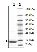 SDS-PAGE - Recombinant Human Histone H2A protein (AB200295)