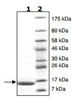 SDS-PAGE - Recombinant Human Histone H2A protein (AB200295)