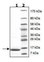 SDS-PAGE - Recombinant Human Histone H2A protein (His tag N-Terminus) (AB200295)