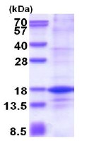 SDS-PAGE - Recombinant Human Histone H2A.Z protein (denatured) (His tag N-Terminus) (AB177637)