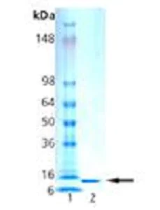 SDS-PAGE - Recombinant Human Histone H2B protein (AB92409)