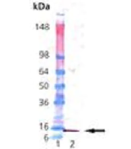 Western blot - Recombinant Human Histone H2B protein (AB92409)